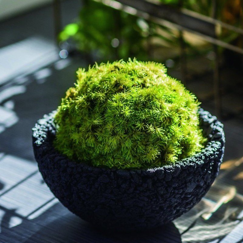 Eco Pochi Kokedama Moss Ball Pot