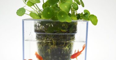 Fish Tank Flowerpot