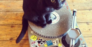 Cat Scratch Turntable