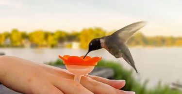 Hummer Ring Hummingbird Feeder