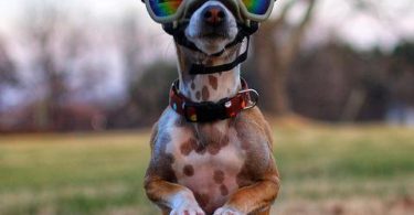 Rex Specs Dog Goggles