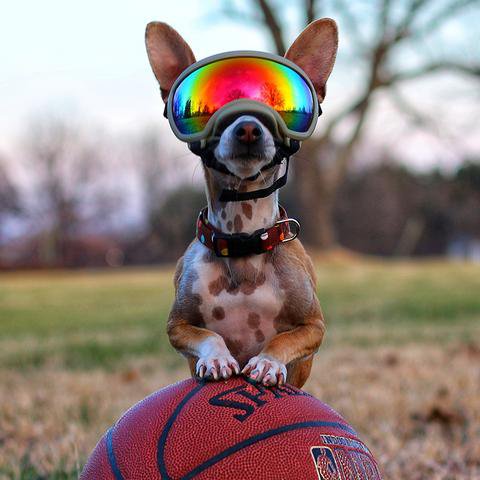 dog rex goggles specs goggle petagadget alex sizing