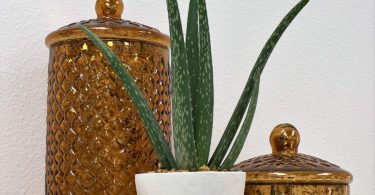 Costa Farms Aloe Pot