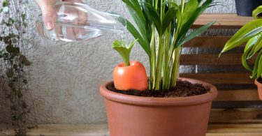 Care-it Self-Watering Device