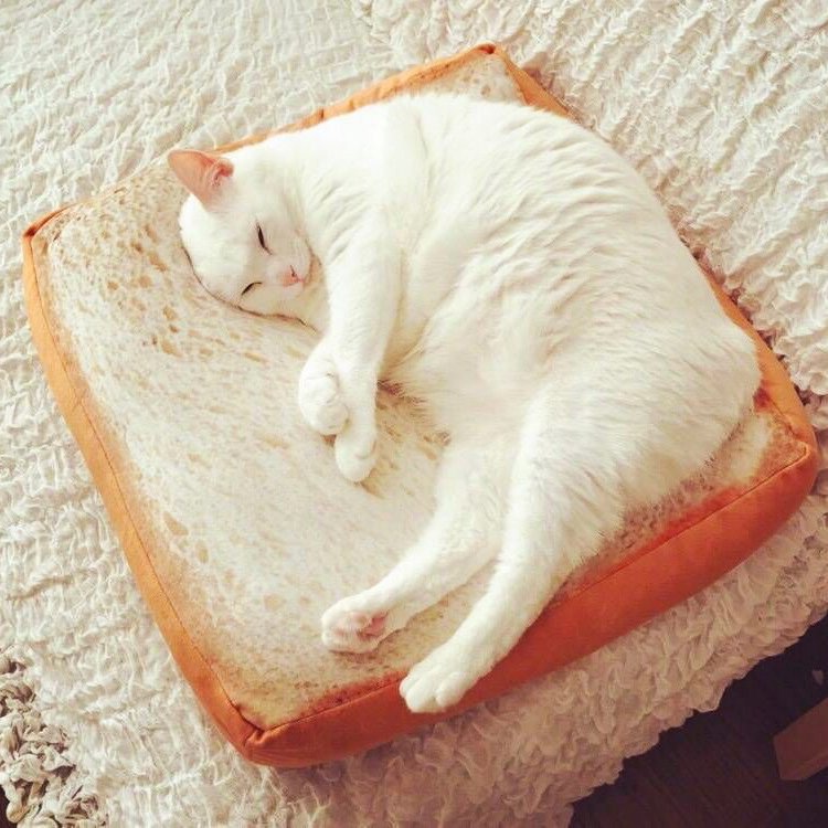 Toast Cat Pad