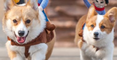 Puppy Cowboy Outfit