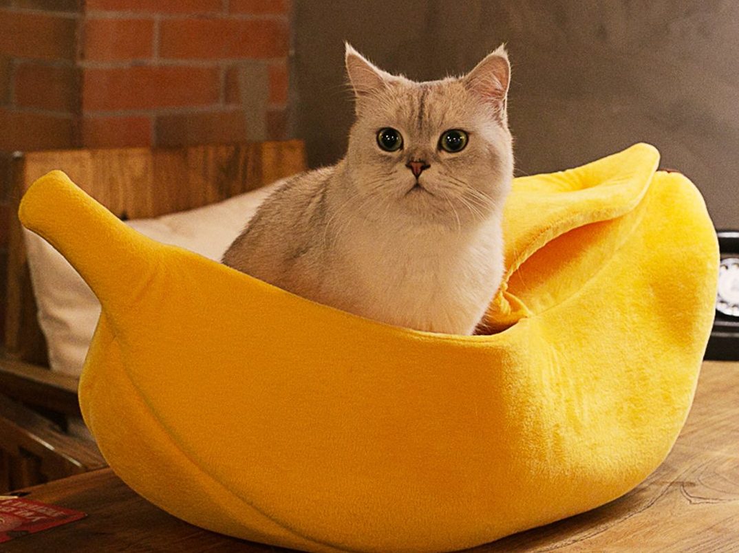 Можно ли кошкам банан. Домик банан для кошки. Банана Кэт. Кот банан Мем. Банана Кэт фото.