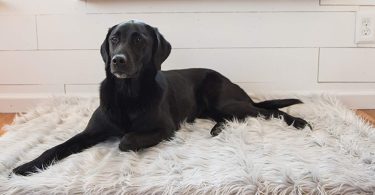 PupRug Faux Fur Memory Foam Orthopedic Dog Bed