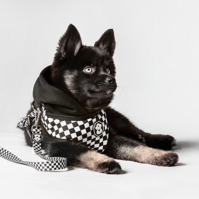 The Checkerboard Hoodie Harness