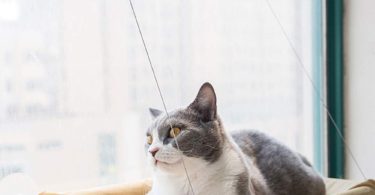 OthoKing Cat Window Perch