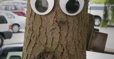 Giant Googly Eyes