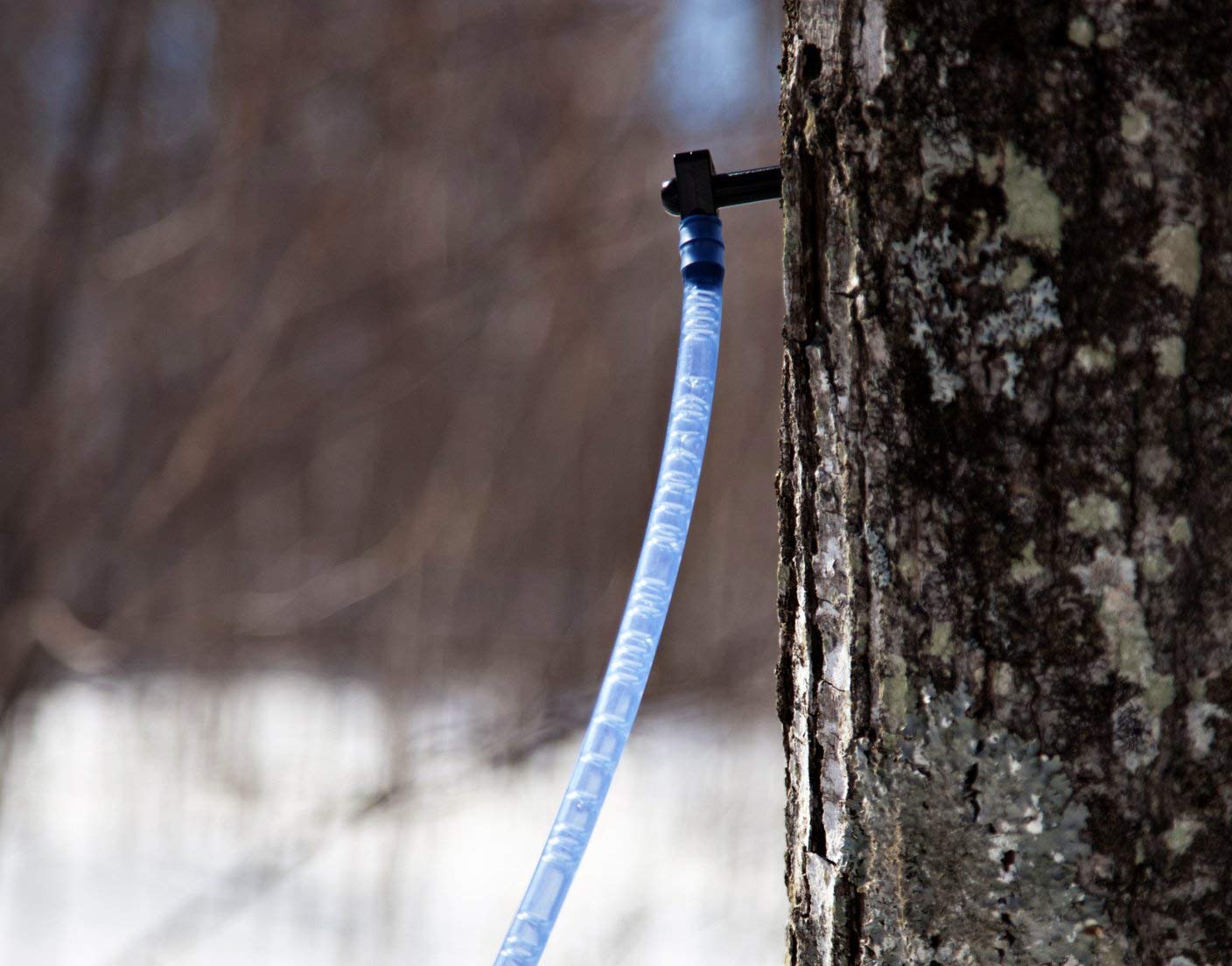 maple syrup tapping tours