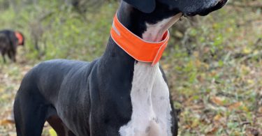 SPOT THE DOG! 2 Color Reversible Dog Collar