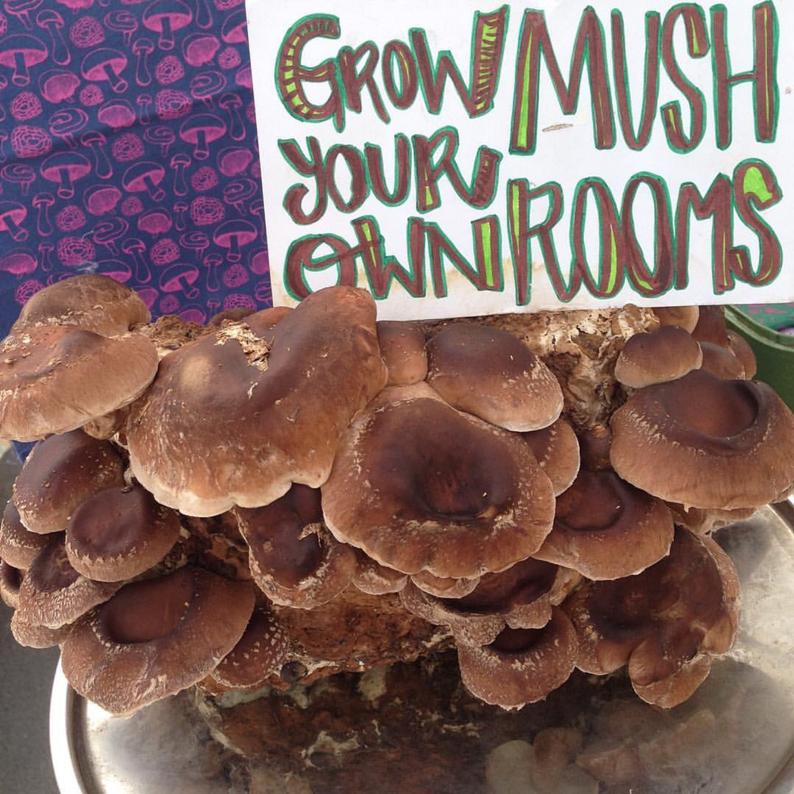 Shiitake Mushroom Grow Kit DIY Shiitake Mushrooms Growing