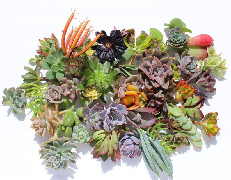 Twenty  succulent cuttings 20 different 1-5 large