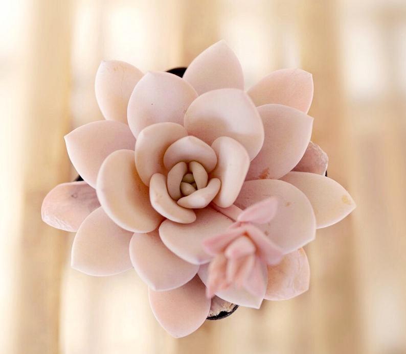 Echeveria laui 10 seeds rare succulent pink succulent