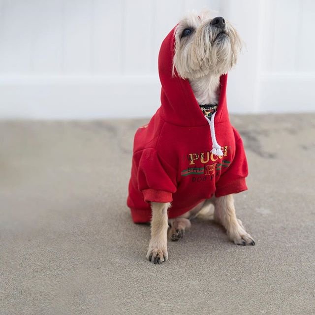 Pucci Dog Park Hoodie