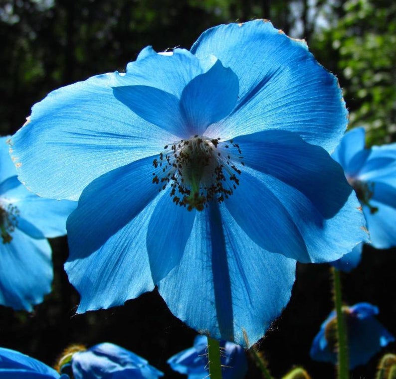 VikkiVinesPOPPY BLUEHimalayan Blue Poppy/DutchEdibleBlue