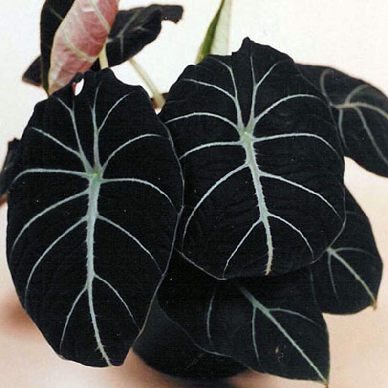 Elephant Ear  Alocasia reginula Black Velvet Tropical garden