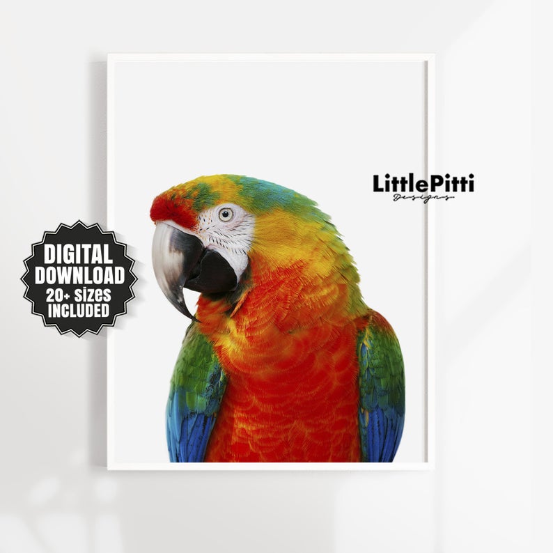 Parrot print tropical bird print parrot photo beautiful