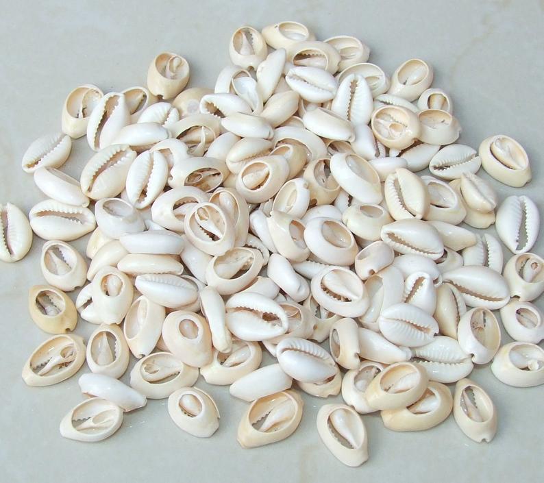 Cowrie Shell Large Natural Sea Shell  Money Shell Bead Cut