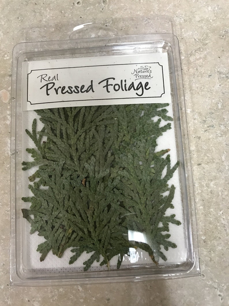 Cedar Greenery  20 pieces