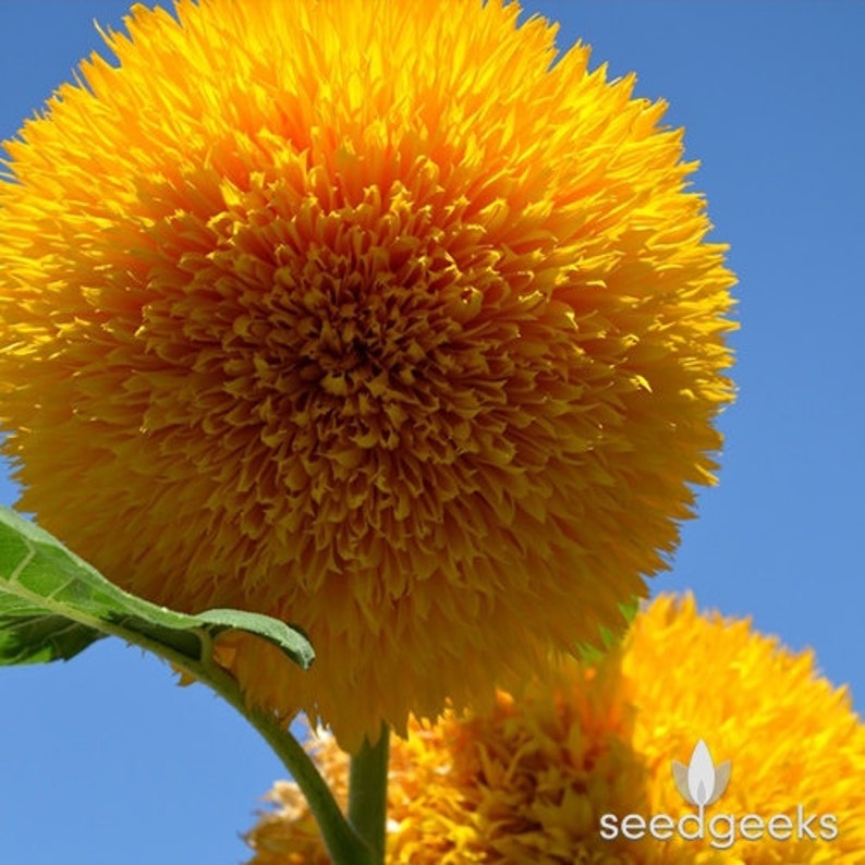 Teddy Bear Sunflower Seeds  Heirloom Seeds Seed Packets