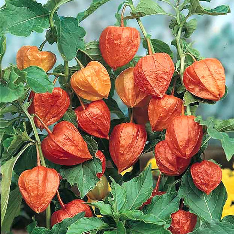 Japanese Lantern Seeds Physalis alkekengi franchetii 30