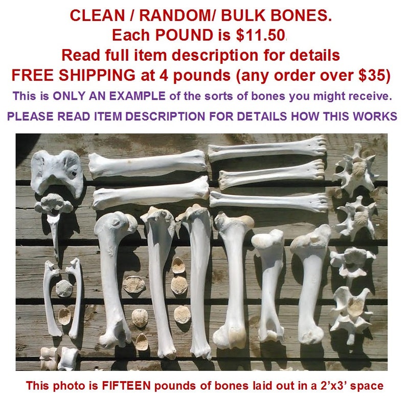 Wild Amimal Bones by the POUND Cleaned/Sanitized for