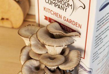 Kitchen Mushroom Garden