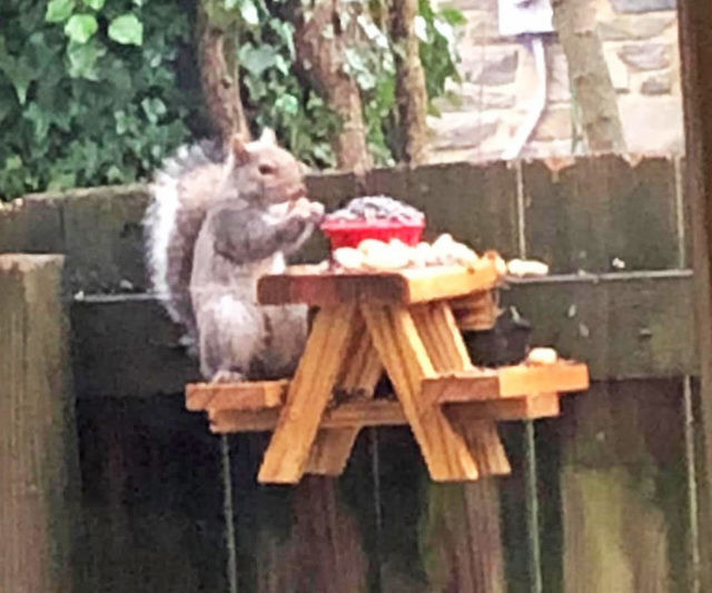 Picnic Table Squirrel Feeder