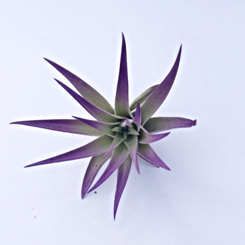 Purple Air Plant