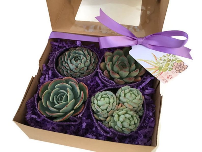 Purple Succulent Gift Box with 4 beautiful 2.5 inch succulents