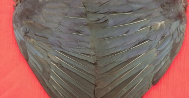 A Pair of English Carrion Crow Wings air dried. Ideal for