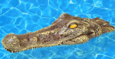 Floating Crocodile Head