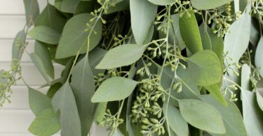 Fresh Seeded Eucalyptus Bunch 5-7 stem for wedding home