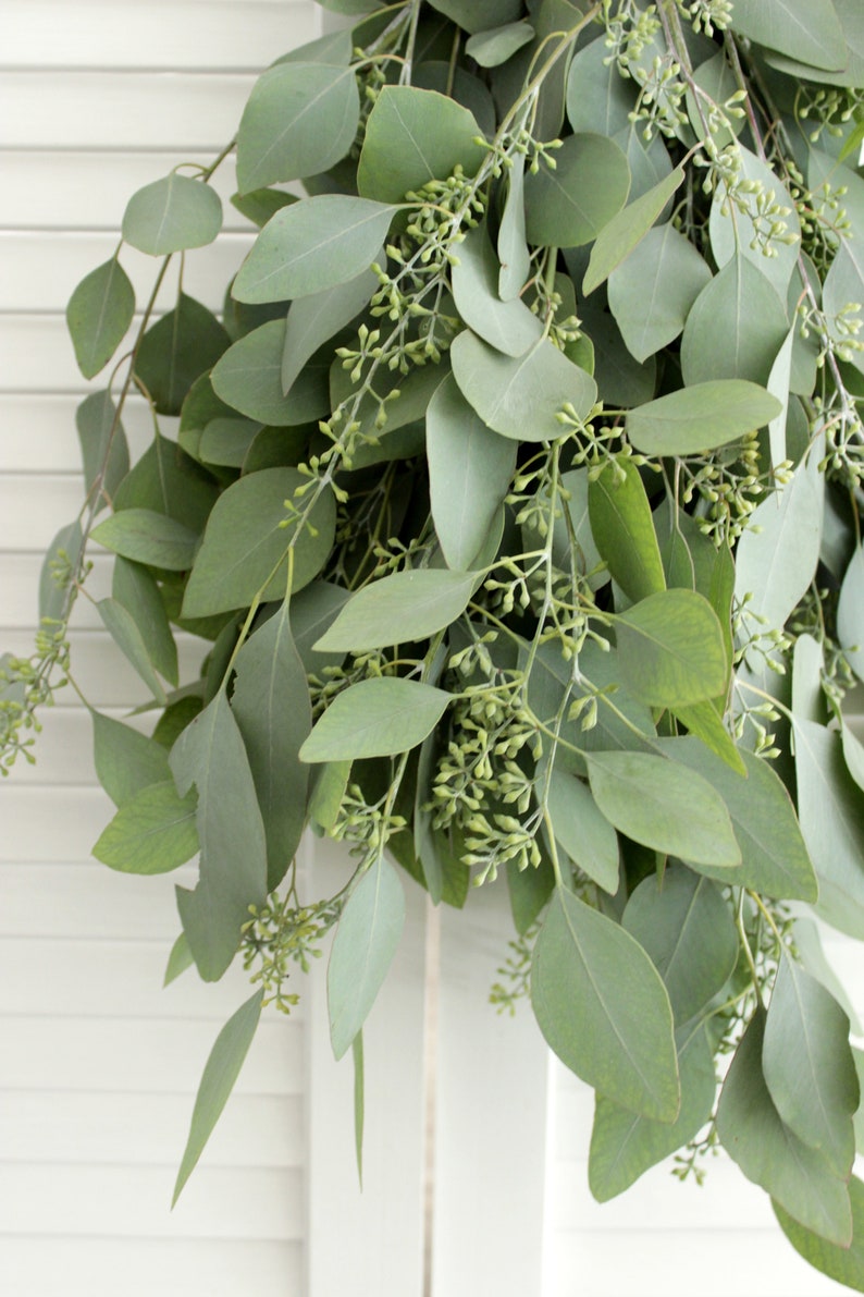 Fresh Seeded Eucalyptus Bunch 5-7 stem for wedding home