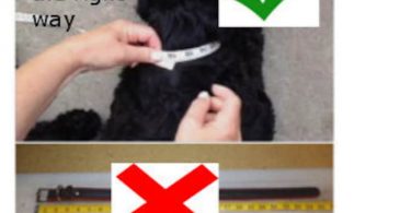 How To Measure Your Pets Neck