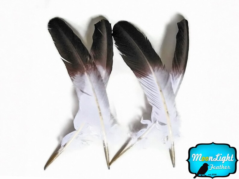 Eagle Feathers 6 Pieces  WHITE Tom Turkey Rounds