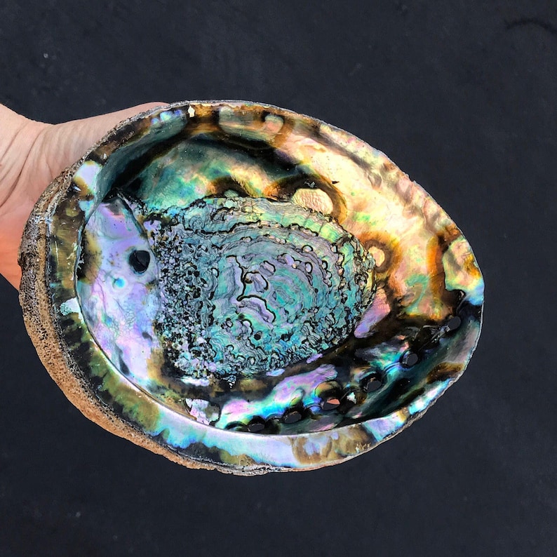Large Abalone Shell Smudge Bowl Sage Dish Abalone Dish Smudge