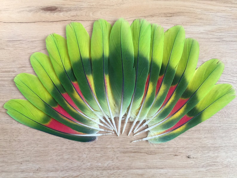 Amazon Parrot feathers  cruelty free colorful feathers