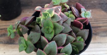 Small Succulent Plant  Calico Kitty’ crassula