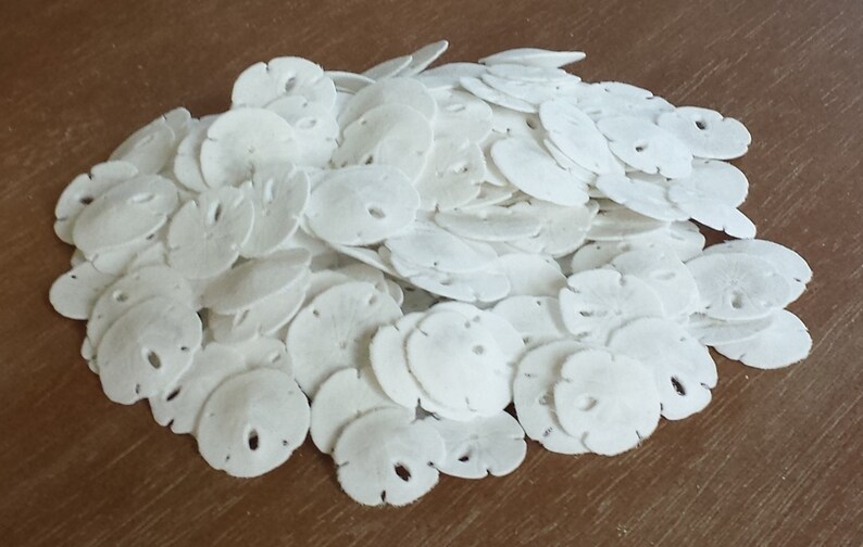 Sand Dollar Tiny Sand Dollars Sand Dollars BeachDecor