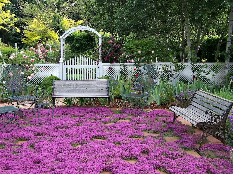 Creeping Thyme ground cover 1000 seeds fragrant herb pink