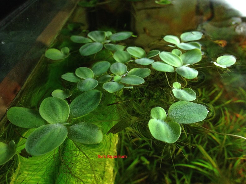 Dwarf Water Lettuce Pistia stratioes Live