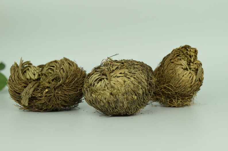 Plant of Resurrection Rose of Jericho Specialty Plants