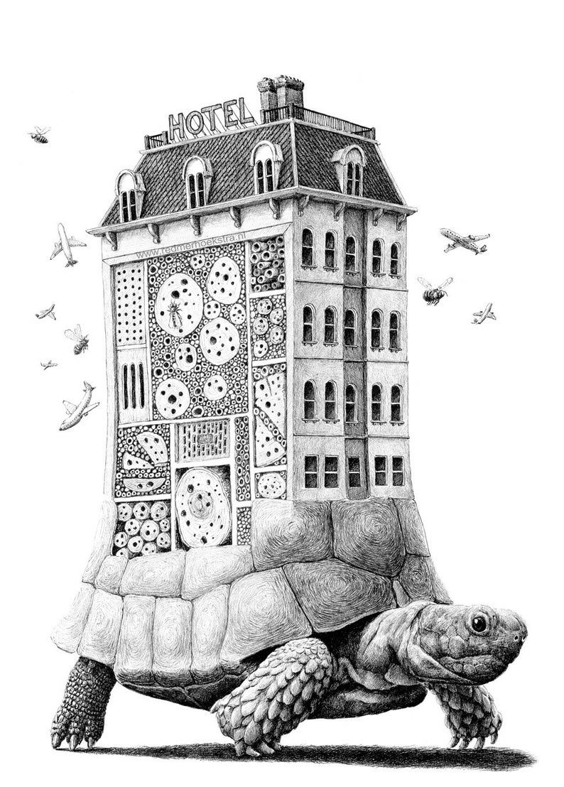 Postcard turtle/hotel