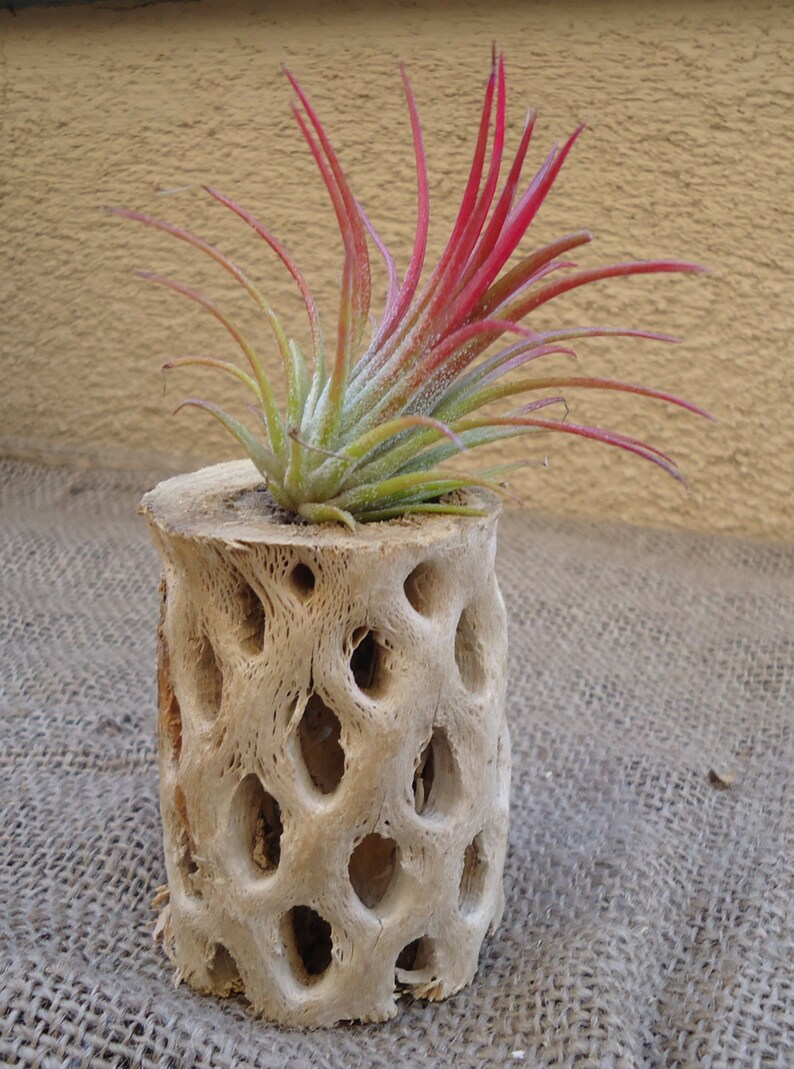 Small Cholla Wood