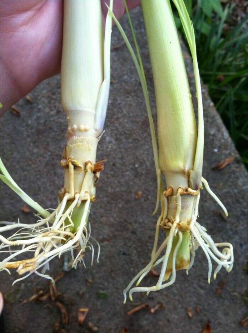 West Indian Lemongrass 1 Rooted Plant