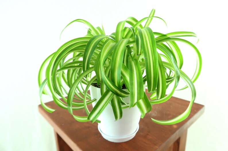 Curly Spider ‘Bonnie’ Air Purifying Indoor Plant  Cat